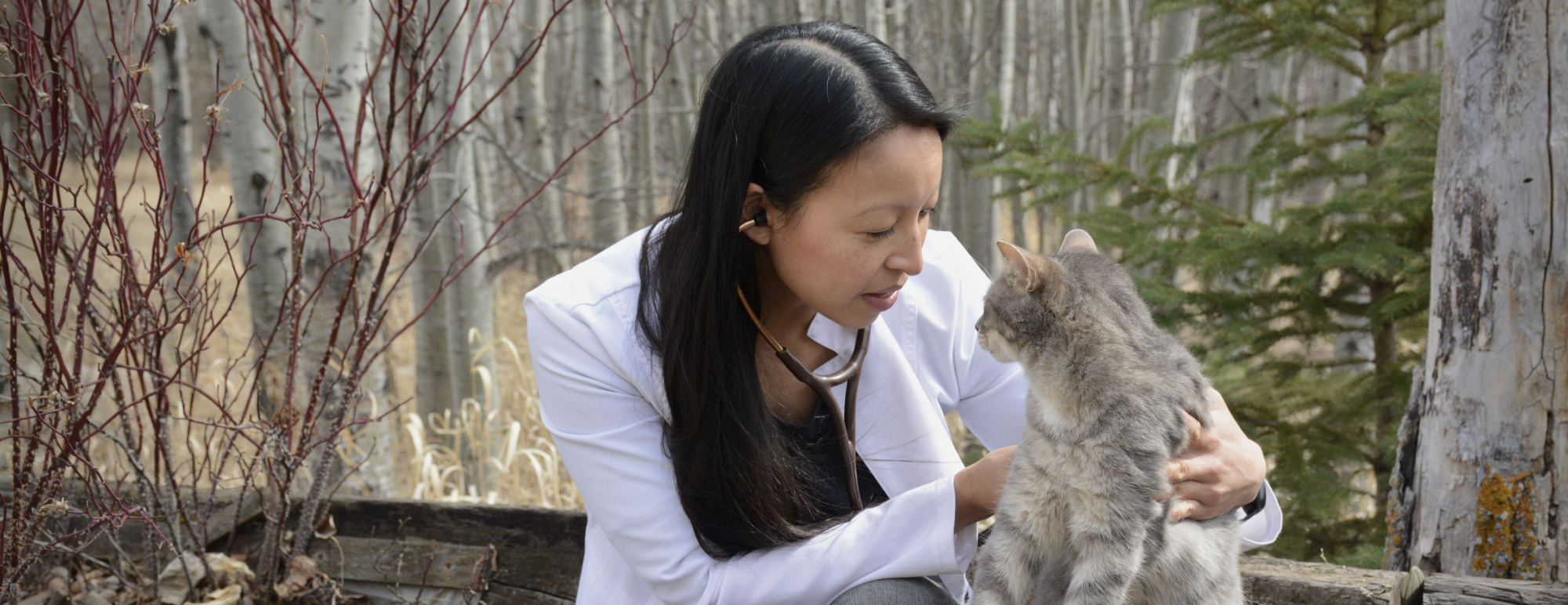 Services, House Call Vet Winnipeg