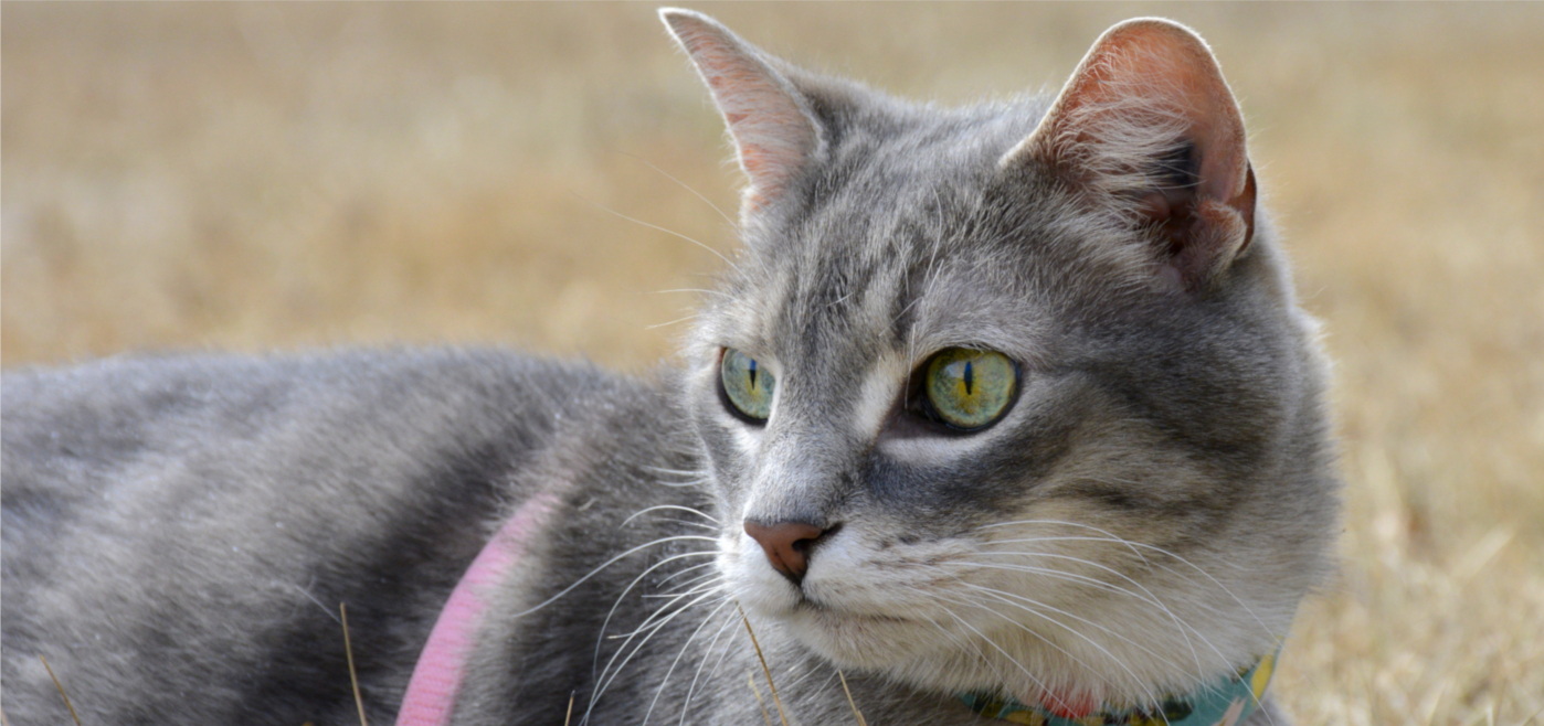 Care. Compassion. Quality.
A Winnipeg mobile vet providing non-emergency medical care and in-home euthanasia services for dogs and cats in the comfort of your home.
