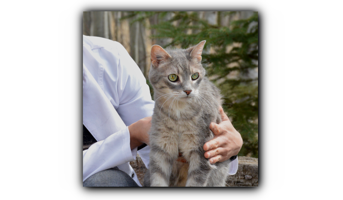 high-quality veterinary care that is tailored to meet the unique needs of each pet and your family.