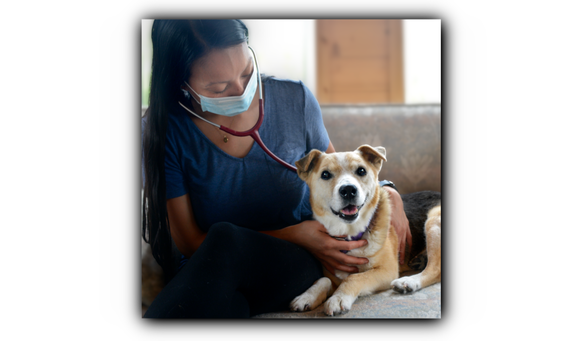 Dr. Amber Ly, wearing a mask as a COVID-19 safety precaution during a home visit to asses this senior canine patient. At Prairie Ly Mobile Veterinary Care, we are committed to the safety of our clients and our team as we navigate through this pandemic together.